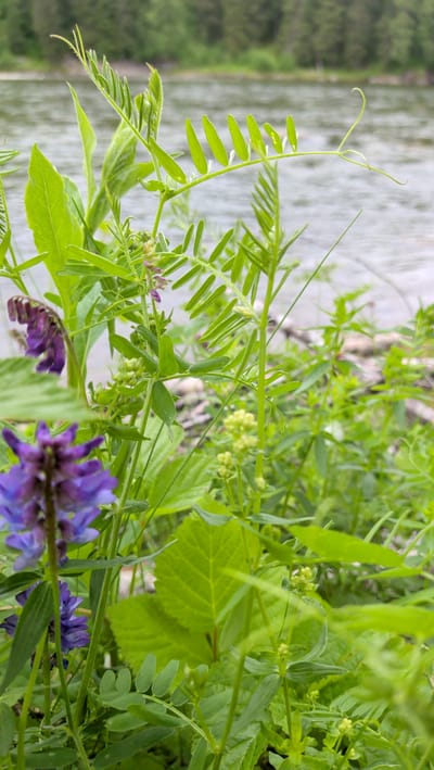 A close-up, vertical shot showcases lush green vegetation with purple flowers in the foreground, set against a blurred background of a river and distant trees. The focus is on the intricate details of the plants, including vibrant green leaves of various shapes and sizes, delicate tendrils reaching upwards, and clusters of small, pale green buds. Two distinct purple flowers are visible; one is a deeper, richer hue towards the left side of the frame, with its petals softly unfurling. Another, lighter purple flower, is partially obscured in the upper left. The plants appear to be growing wild along the riverbank.

The river in the background has a gentle, rippled surface, reflecting the overcast sky. The water appears calm. Beyond the river, a dense forest of green trees forms a natural backdrop. The lighting suggests an overcast day, as there are no harsh shadows and the light is diffused. The overall impression is one of natural beauty and tranquility, with the vibrant flora contrasting with the muted tones of the river and forest. The scene evokes a sense of peacefulness and the untouched wilderness of a riverside environment. No people, objects, or text are visible in the image.