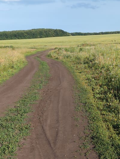 A dirt road winds through a field of green grass and yellow wildflowers. In the distance, a dense green forest stretches across the horizon, meeting a pale blue sky with scattered white clouds. The road appears to be a two-track path, with one set of tire tracks visible. There are no people or animals clearly visible in the image. The scene is set in a rural, natural environment, likely in or near the village of Вышки, Russia, given the context. The lighting suggests it is daytime.