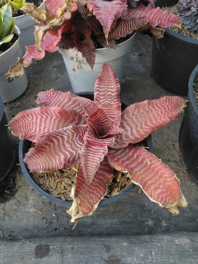 The scene, located in Venecia, Costa Rica, depicts a collection of potted plants situated outdoors on a stained, cracked concrete surface. In the foreground, a Cryptanthus plant is centrally positioned within a dark gray plastic pot. This plant exhibits a rosette of reddish-pink leaves marked with distinct wavy, horizontal white banding. The potting medium is topped with light-colored organic mulch, consistent with rice hulls.
To the upper left, a portion of a variegated plant, possibly a Sansevieria, is visible within a white pot. Behind the central plant, another Cryptanthus species with darker, corrugated maroon leaves is contained in a white pot; some of its leaves appear dry. A partial view of a black pot holding an obscured dark plant is present on the right. No individuals or dynamic actions are depicted.