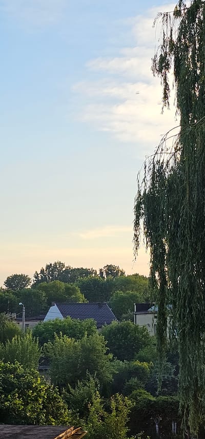 The image depicts a suburban landscape in Pabianice, Poland, with a focus on residential buildings and abundant greenery. The foreground is dominated by a large, mature weeping willow tree on the right side, its long, slender branches hanging down and obscuring parts of the scene. Beyond the tree, a row of trees forms a dense, green canopy across the middle ground. Peeking through the foliage are the rooftops of several houses. One house in the center has a dark grey tiled roof and a white triangular gable end. To the left of this house, a street lamp is visible. The sky above is a pale blue with wispy white clouds, suggesting a late afternoon or early morning setting. The overall impression is one of a tranquil, residential area with a strong presence of nature.