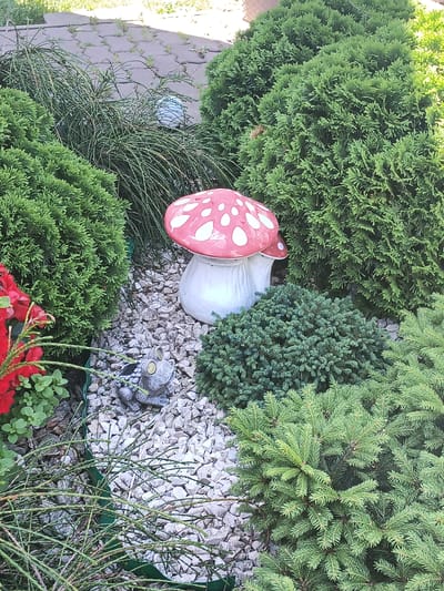 This media file depicts a garden scene in Igołomia, Poland. The primary subjects are garden decorations, specifically two ceramic toadstools, one larger than the other, with red caps and white spots, resembling fly agaric mushrooms. In front of the toadstools, a small, grey ceramic frog with yellow eyes is positioned on a bed of light-colored gravel. The garden is densely planted with various evergreen shrubs, including coniferous trees with feathery needles and more compact, rounded bushes. Red flowers and green foliage are visible on the left side of the frame, adding a touch of color. The ground is covered in a mixture of gravel and some paving stones can be seen in the background, suggesting a walkway or patio. The lighting suggests it is daytime, likely with bright sunlight, casting some shadows. There are no people visible and no discernable activity is taking place, indicating a static, decorative garden arrangement. The overall impression is one of a well-maintained, possibly whimsical, outdoor space. No text is visible in the media file.