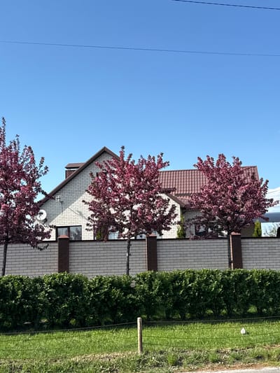 The image shows the exterior of a light-colored brick house with a brown roof, located near a green hedge. Several trees with dark pink blossoms are visible in front of the house. A satellite dish is mounted on the side of the house. Power lines are seen in the clear blue sky. The image is oriented vertically. While the request mentioned Severnyi, Russia, there is no confirming information in the image.