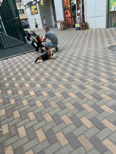 In Belozernyi, Russia, a beagle lies on a herringbone-patterned brick walkway in front of a stroller and a man squatting beside it. The man, wearing a gray t-shirt and denim shorts, is attending to the stroller. A toddler in an orange outfit is seated in the stroller. In the background, other people are visible: a child in a yellow hat and shorts walks away, and another child in a striped shirt and shorts walks towards the right. Buildings line the background, including one with a sign that reads "разливное пиво" (draft beer) and another with a fruit market display. The environment appears to be an urban outdoor space, possibly a pedestrian area or plaza.