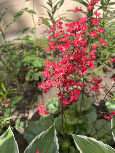 The image shows a close-up of a cluster of small, bright red flowers on tall, thin stems. The flowers are bell-shaped and appear to be growing in a garden. In the foreground, the variegated leaves of a hosta plant are visible, with green centers and white margins. The background is out of focus, showing greenery and a wall or fence. The scene is lit by natural sunlight, casting shadows on the ground. The location in the city of Vasylkiv, Ukraine is not explicitly depicted in the image, but the overall environment suggests an outdoor garden setting.