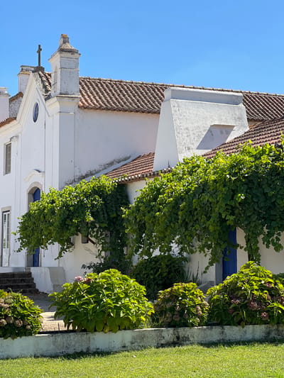 The image displays an exterior view of a white-washed building situated in Coruche, Portugal, under a clear blue sky. The structure features a reddish-brown terracotta tiled roof. On the left, a section of the building presents architectural details consistent with a chapel, including a small cross fixed at the roof's apex and a decorative white bell tower or pinnacle. This section also shows a small, oval window with a blue frame and a rectangular window with a white frame. A series of dark stone steps ascends to a white door with glass panels on the far left. Further along the building's facade, a prominent, rectangular, white-washed chimney-like structure with a ventilation grate is visible. Vibrant green leafy vines are extensively draped across the white walls, creating natural canopies and partially obscuring a blue door. In the mid-ground, a low, weathered white concrete or stone retaining wall separates a neatly cut green lawn in the foreground from garden beds. These beds contain several large, lush green shrubs, identifiable as hydrangeas, some displaying clusters of dried, pale pink, or purple blooms. No individuals or animals are present in the scene.