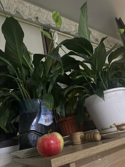 The image shows an indoor setting with several potted plants, an apple, and a wooden nutcracker on a wooden shelf. The plants are large and leafy, with at least one plant displaying a white flower. The apple is red and yellow and is positioned in the foreground. The nutcracker is made of wood and has a ribbed handle. The background includes a white lace curtain and what appears to be a window. There is no discernible context suggesting this scene is located in Сарымолдаев ауылдық округі, Kazakhstan.