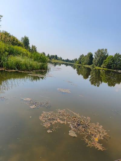 The image depicts a serene body of water, likely a lake or river, with lush green vegetation on its banks under a clear blue sky. The foreground features murky water with floating debris, possibly plant matter, and some scattered lighter specks. The left bank is covered in tall, dense green grass and reeds. Across the water, the opposite bank is lined with a variety of trees, including deciduous and some taller, more slender varieties. The trees are reflected in the calm water, creating a mirror image effect. In the distance, a small building, possibly a house or shed, is visible amongst the trees on the right bank. The overall scene suggests a natural, tranquil environment. The location is identified as Kyviškės, Lithuania.
