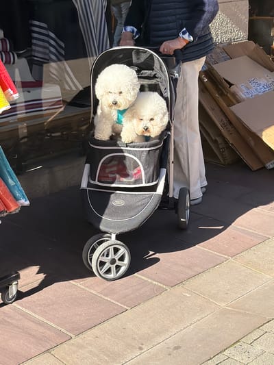 The image depicts an outdoor scene in Saint-Jean-de-Luz, France, featuring a person pushing a pet stroller with two dogs. A partially visible individual, wearing a dark blue quilted vest, light-colored wide-leg trousers, and light shoes, holds the handle of a black and gray "Ibiyaya Pet" stroller. Two white, fluffy Bichon Frise dogs are seated in the stroller's upper compartment. The dog on the left wears a light blue harness. The dog on the right has its eyes partially closed. The ground consists of reddish-brown and tan interlocking pavement stones, with prominent shadows indicating bright sunlight. To the left, a storefront window reflects striped fabrics and displays rolled colorful items. To the right, a stack of cardboard boxes, some marked with "FLOR", is piled against a background surface.