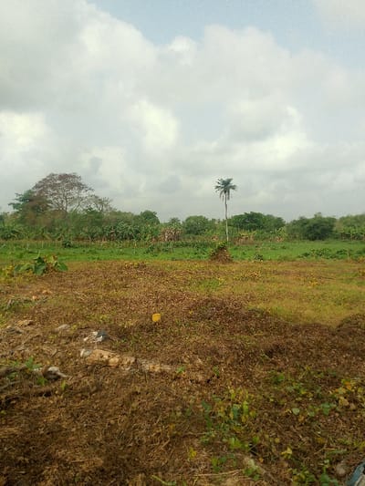 The image depicts an expansive outdoor scene in Adzho, Nigeria, under an overcast sky filled with light grey and white clouds. The foreground consists of dry, fallow ground covered in desiccated brown vegetation, leaves, and stalks. Embedded within this area, slightly left of center, is a small accumulation of debris, including what appears to be cut wood and plastic refuse. A singular, small, yellow spherical object is visible on the ground towards the middle-right of the brown area.

Beyond the dry foreground, the midground transitions into a vibrant green field of cultivated land, featuring rows of leafy plants and taller green stalks, possibly indicative of a banana plantation or similar crops. A compact mound of dark green foliage is situated on the right side of this cultivated section.

The background is dominated by a dense, verdant treeline stretching across the horizon. A distinctive, tall, slender palm tree stands prominently against the sky, positioned to the right of the central axis of the image. To the left, a large, broad-canopied tree with reddish-brown foliage is visible within the treeline. No people or animals are present, and no actions or interactions are depicted. The scene suggests a rural or agricultural setting.