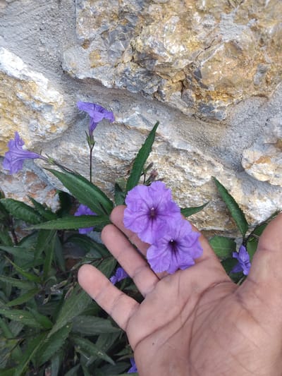 The image depicts a close-up view of purple flowers and green foliage against a textured stone wall. The stone wall is composed of light-colored rock with variations in gray, brown, and white. In the upper right corner, a human hand is partially visible, with fingers extending toward the flowers. The flowers are in various stages of bloom, with some fully open and others budding. The leaves are long and slender, with dark green hues. The image was taken outdoors, showing signs of natural lighting and environment. Location is assumed to be Pyli, Greece.