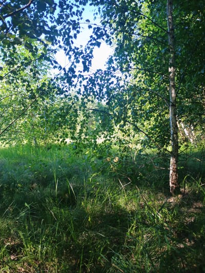 This is a photograph taken from a ground-level perspective in a wooded area, likely in Verkhnia Yablunka, Ukraine. The scene is dominated by lush green foliage from trees and tall grass. A prominent birch tree with white and dark bark stands on the right side of the frame, its branches extending upwards and outwards, covered in green leaves. Sunlight filters through the leaves, creating dappled light and shadow patterns on the ground and grass. The background shows more trees and a bright, sunlit sky peeking through the canopy. The overall impression is one of a natural, sun-drenched forest or park setting. There are no people or animals visible in the image.