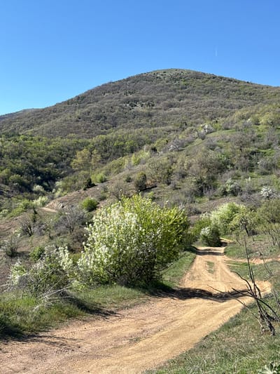 The image shows a dirt road winding alongside a hill covered in trees and some flowering bushes. The sky is blue. The location is possibly Tsarvishte, Bulgaria. There are no people visible.