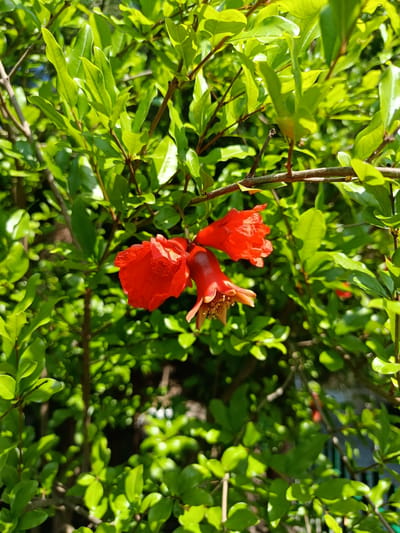 In Korotnoye, Moldova, a pomegranate tree is captured in a close-up shot, showcasing its vibrant red flowers and lush green foliage. The flowers, which appear to be in bloom, are clustered together on a branch, with their petals slightly unfurled. Sunlight filters through the leaves, casting dappled shadows on the scene and highlighting the intricate details of the plant. The background is a soft blur of green, suggesting a garden or natural setting. The image focuses on the delicate beauty of the pomegranate blossoms, emphasizing their bright color against the verdant backdrop.