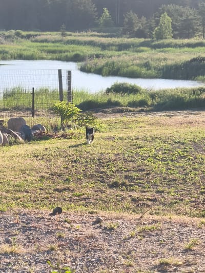 This is a photograph of a rural landscape. In the foreground, a black and white cat is walking across a grassy area. Behind the cat, a wire fence separates the grassy field from a body of water. Beyond the water, there is a densely wooded area with pine trees. The overall impression is one of a peaceful, natural setting. It is not possible to determine the specific location within the city of Apriķi, Latvia based on the image alone.
