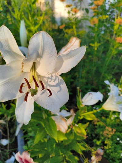 A close-up shot showcases a white lily in full bloom, its petals catching the warm light of what appears to be a sunset or sunrise. The flower's pistil and stamens are visible in the center, with dark brown anthers tipped with pollen. The background is a blur of green foliage and hints of orange flowers, suggesting a garden setting in Ақсуат ауылдық округі, Kazakhstan. The lighting creates a soft, diffused effect, with shadows cast by the lily's petals onto its own surface. The overall impression is one of natural beauty and tranquility.