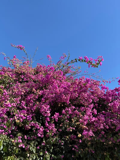 The scene depicts a dense mass of blooming bougainvillea, characterized by numerous vibrant pink-purple bracts and interspersed green foliage, filling approximately the lower two-thirds of the frame. The plant exhibits a climbing or spreading growth pattern, with some branches extending upward into the sky. Scattered throughout the foliage are occasional lighter green or yellowish-brown leaves, indicating some older or drying vegetation amidst the vibrant blooms. Above the plant, the upper third of the frame consists of a clear, unblemished blue sky, suggesting bright, daylight conditions. No human figures, animals, or man-made structures are visible. The location is specified as Tomé, Chile.