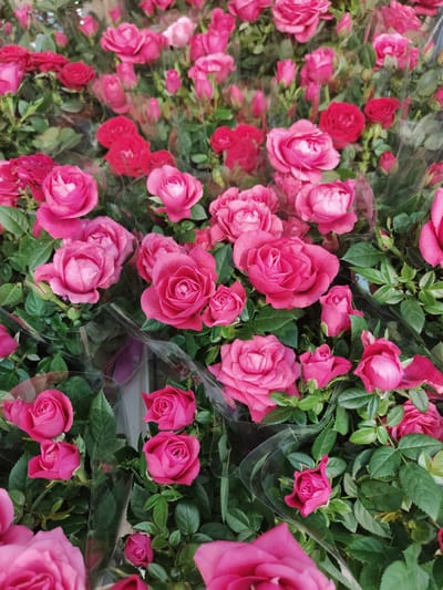 The image displays a close-up view of numerous pink roses with green leaves, likely at a flower market or a retail setting. The roses are of varying sizes and stages of bloom, with some fully open and others still as buds. They are arranged in bunches, with some wrapped in clear plastic packaging. The lighting suggests an outdoor or well-lit indoor environment. There are no people visible in the frame, nor any specific landmarks indicating the location. Therefore, it is not possible to determine if the image was taken in Bielany Wrocławskie, Poland based solely on the visual information provided.