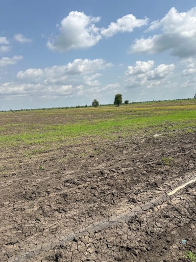 The image depicts a rural landscape in Lau, Nigeria, under a partly cloudy sky. The scene is dominated by an agricultural field, which appears to be recently tilled or prepared for planting, as evidenced by the cracked, dark soil in the foreground. The soil has a dry, rough texture with visible furrows and tire tracks from machinery, suggesting agricultural activity has recently taken place.

Further into the field, there are patches of green grass and sparse vegetation, indicating the early stages of growth or areas that have not been as intensely worked. In the distance, a line of trees marks the horizon, providing a sense of the vastness of the open land. The sky is a bright blue, scattered with fluffy white cumulus clouds, indicating fair weather, likely during the daytime.

The perspective is slightly tilted, giving a dynamic feel to the image. The overall impression is one of a working farm, with the land ready for cultivation under a typical Nigerian sky. There are no people or specific objects in the scene apart from the natural elements and the cultivated land. The time of day is likely midday or early afternoon, given the brightness of the sky and the angle of the light. No text is visible in the image.