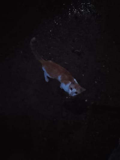 An orange and white cat is captured in a dimly lit outdoor environment. The cat is positioned in the center of the frame, facing left and looking downwards. Its body is elongated, with its head low to the ground, suggesting it might be sniffing or investigating something. The cat's fur is a mix of vibrant orange patches and white areas, particularly on its chest and face. The background is dark and appears to be unpaved ground, possibly soil or gravel, with scattered small, bright specks that could be reflective debris or water droplets. The overall lighting suggests it is nighttime or a very dark indoor space. The location is identified as Rumuokwuta, Nigeria.