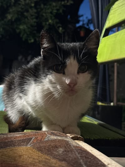 A black and white cat sits on a colorful blanket in front of a bright green wooden chair. The cat is facing the camera, with its ears perked and its gaze directed forward. The background is out of focus, showing trees and a dark sky. The lighting suggests it is either early morning or late evening. The scene appears to be in an outdoor urban setting, potentially a backyard or balcony in the city of Valky, Ukraine.