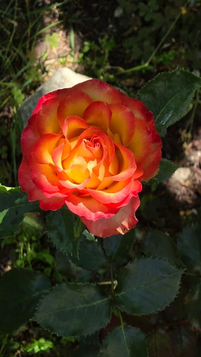 A close-up shot captures a vibrant rose with petals transitioning from a deep yellow center to fiery red edges. The rose is positioned in the foreground, with its intricate layers and delicate texture clearly visible. Behind the bloom, lush green leaves of the rose plant form a natural backdrop. The background is a blurred mix of dark earth, greenery, and dappled sunlight, suggesting an outdoor setting. A light-colored rock is partially visible in the upper left quadrant of the image, nestled amongst the foliage. The scene is likely located in Rudnik, Bulgaria, given the context.