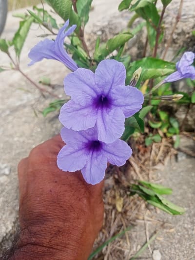 A close-up shot shows a brown hand holding two purple flowers. The flowers are in focus, and other purple flowers, stems, and green leaves can be seen in the background. The background is blurred, showing concrete and dead leaves. The location appears to be outdoors in Dayahlhoksukon Barat, Indonesia.