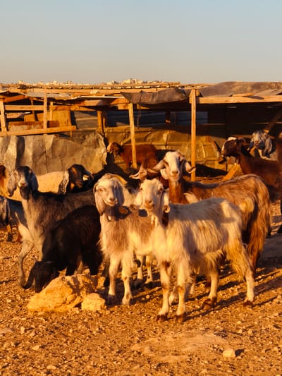 A herd of goats stands on a gravelly ground in front of a simple wooden shelter. The shelter has a corrugated metal roof and wooden beams. In the background, a distant cityscape with low-rise buildings is visible under a clear sky. The lighting suggests it is either sunrise or sunset, casting long shadows and illuminating the goats and their surroundings with a warm glow. The goats, of various ages and colors, appear to be looking towards the camera. Some are standing, while others are bending down, possibly grazing or interacting with each other. The scene is set in Keidar, Palestinian Territories.