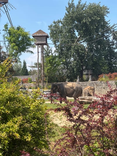 This is a medium-shot, eye-level, outdoor, daytime photograph of two elephants in an enclosure at Pairi Daiza zoo in Cambron-Casteau, Belgium. The enclosure features a stone wall, grass, sand, and a large fallen log. In the background, there are several trees and a wooden structure with a pointed, moss-covered roof, supported by tall wooden poles. In the foreground, there are bushes with green and reddish-purple leaves. The larger elephant is on the left, facing right, while the smaller elephant is on the right, facing left. Both elephants are standing. The sky is clear and blue.