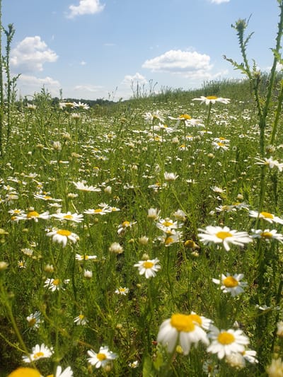 A low-angle, close-up, outdoor shot captures a dense field of white daisies with yellow centers under a partly cloudy blue sky. The flowers are in various stages of bloom, with many fully open and a few buds visible. The foreground is dominated by the vibrant white petals and yellow centers of the daisies, which are interspersed with tall, green stems and thinner, feathery foliage. In the background, the field continues to a gently sloping green hillside. The overall impression is of a natural, wild meadow. This scene is consistent with the rural landscape of Smorodinka, Russia.