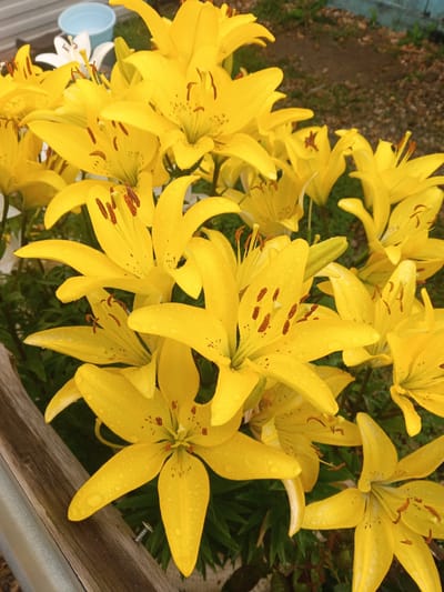 The image is a close-up, eye-level shot of a cluster of bright yellow lilies, many of which are covered in water droplets, indicating recent rain. The lilies have six petals each, with prominent orange anthers and dark speckles. The background is softly blurred, showing green foliage and a patch of dry, stony ground. In the upper left corner, a light blue plastic bucket is partially visible, along with a white lily and a silver-colored fence. The lower left of the frame features a weathered wooden plank with a visible screw. The scene appears to be a garden in Iltebanovo, Russia.
