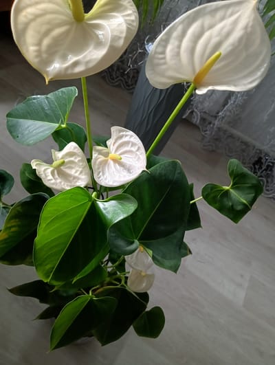 In a bright indoor setting, likely a home in Nizhnetroitsky, Russia, a collection of white anthurium flowers with yellow spadices is captured. The plants are well-lit by natural light, which highlights the glossy texture of their heart-shaped spathes and dark green leaves. The backdrop features a grey vase and a sheer curtain, suggesting an interior space. The anthuriums are arranged in a pot, with some flowers in the foreground and others receding into the background, creating a sense of depth. The flooring appears to be a light-colored wood laminate.