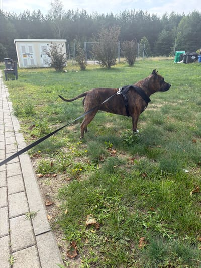 A brindle-colored dog stands on a grassy area next to a paved walkway. The dog is wearing a black harness and is attached to a black leash. In the background, there is a small utility building with electrical equipment visible through its doors. To the left of the building is a park bench and a trash receptacle. Further in the background, there is a chain-link fence, trees, and a wooded area. The environment suggests a public park or an industrial area adjacent to a natural landscape. The image was taken in the city of Polesie, Poland.