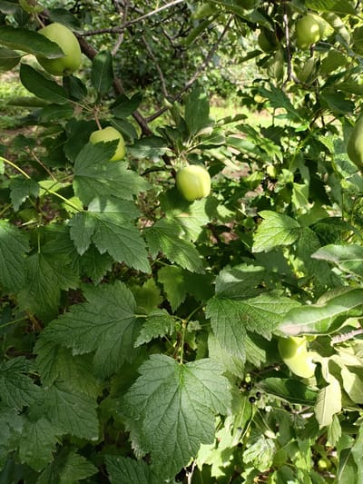 The image depicts a close-up view of a fruit-bearing plant in a natural setting. The plant features lush green leaves and several unripe green apples, some of which are partially obscured by foliage. In the background, dark berries, possibly currants, are visible. The scene is illuminated by natural sunlight, casting shadows and highlighting the textures of the leaves and fruits. The environment appears to be outdoors, with hints of other vegetation and possibly a wooded area in the distance. There are no people or man-made structures visible in the image. The location is specified as Kyzyl Suu, Kyrgyzstan.