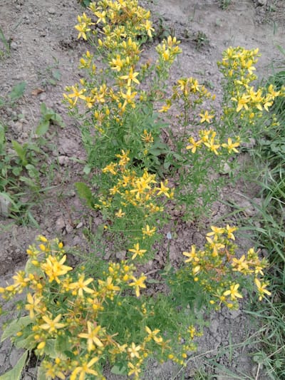 A high-angle shot shows a cluster of St. John's Wort plants with bright yellow flowers. The plants are growing in a patch of dry, gray soil with some sparse green grass and other low-lying weeds. The St. John's Wort plants are in full bloom, with many five-petaled yellow flowers and clusters of unopened buds. The leaves are small and oval-shaped, with a deep green color. The soil appears dry and somewhat rocky. The background is a blurred expanse of similar soil and vegetation, suggesting an outdoor setting. The lighting appears to be natural daylight, with no strong shadows, implying it could be overcast or late afternoon. There are no people or animals visible. The scene is a naturalistic depiction of flora in a potentially rural or uncultivated area, likely in Belarus given the location context. The overall impression is one of a common wild plant in its natural habitat.