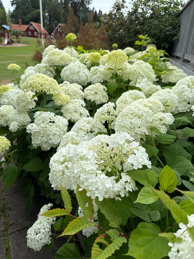 In Aneby, Sweden, a close-up shot focuses on a dense cluster of white hydrangea blooms with hints of pale green. The hydrangeas are in the foreground and dominate the frame, with some slightly out of focus. Behind them, out of focus, are green leaves, a wooden fence or railing, and the blurred shapes of trees and buildings. In the far distance, out of focus, are two red houses with white trim and chimneys, suggesting a residential area. A playground structure with slides is visible to the left of the houses. The ground in the lower left appears to be a paved surface, possibly a walkway. The sky is overcast.