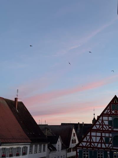 The image shows a view in Riedlingen, Germany. The sky is a mix of blue and pink hues, indicating either sunrise or sunset. Several birds are visible in flight. In the foreground, the tops of buildings are seen, including rooftops with brown tiles and white-walled structures with windows, some adorned with flower boxes. A distinctive building with a red and white half-timbered facade is located on the edge of the frame. Antennas are visible on some of the rooftops.