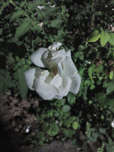 A partially opened white rose is the central subject of this image, set against a backdrop of dark green foliage. The rose, located in the city of Mirzo Tursunzoda, Tajikistan, appears to be in a garden or natural setting. The petals are layered and soft, with some of the inner parts slightly browned. The surrounding leaves are lush and varied in shade, suggesting a healthy growth. The overall impression is one of natural beauty captured in a slightly grainy, low-light environment. There are no people or animals visible in the frame.