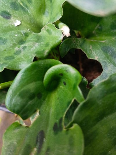 The image captures a cluster of Calathea Rufibarba leaves, exhibiting various shades of green. Some leaves have dark spots and ruffled edges. Dusting is visible on the leaves, particularly on the larger ones. A curled, younger leaf prominently displays a lighter green hue. The focal point is a partially obscured glimpse of brown soil in the background, framed by the foliage.
