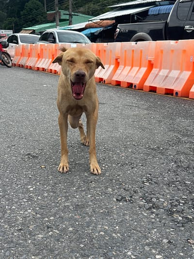 The image shows a medium-sized, tan dog with its mouth wide open, appearing to yawn or pant. The dog is positioned on an asphalt surface, likely a road or parking lot. In the background, a row of orange traffic barriers is visible, separating the road from parked vehicles and some greenery.
The scene appears to be outdoors during the day, with sunlight casting shadows. The presence of vehicles, including what looks like a motorcycle at the bottom, suggests a public or semi-public area. The greenery in the background hints at a location with some natural elements. The dog's posture and expression convey a sense of weariness or relaxation. No discernible text is visible in the image. The location context provided is Tambon Wang Prachan, Thailand.