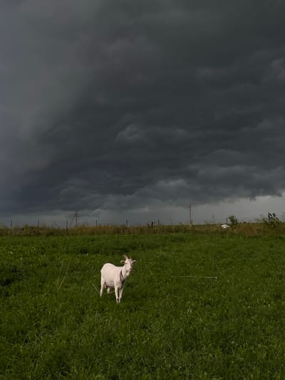 The image depicts a white goat standing in a lush green field under a dark, overcast sky. The sky is filled with heavy, ominous clouds, suggesting an impending storm. In the background, a fence line runs across the horizon, with a few sparse trees and what appears to be a utility pole. The field itself is covered in dense green grass, with some areas of taller vegetation. The goat is the central subject, facing the camera with its head slightly turned and ears perked. A collar is visible around its neck. The overall impression is one of a rural scene experiencing dramatic weather.