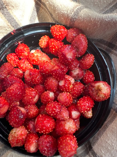 A close-up, overhead view captures a black plastic bowl filled with a pile of wild strawberries. The berries are small, red, and appear to be fresh, with visible seeds on their surface. Some of the strawberries show signs of being bitten or cut, revealing lighter-colored flesh inside. The bowl rests on a textured, woven fabric with a pattern of brown and beige stripes. The background is slightly out of focus, suggesting a shallow depth of field. The scene appears to be set outdoors, possibly in a rural or natural environment. The image does not contain any information about the city of Ирныкши, Russia.
