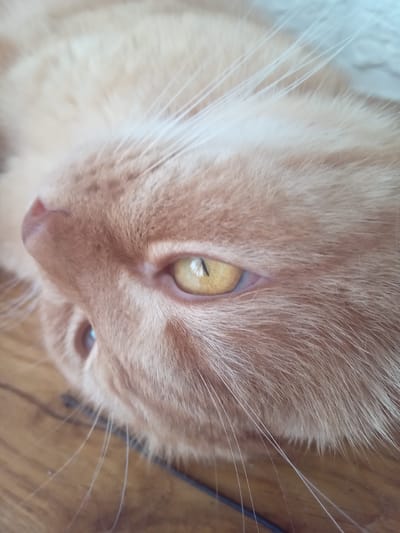 This is a close-up, extreme-angle, indoor photograph of an orange tabby cat's face, viewed from above and to the side. The cat's fur is a light orange-tan color, with longer, lighter whiskers extending outwards. The cat's left eye, with a bright yellow iris and a dark pupil, is the primary focus. A hint of the cat's right eye, appearing darker and slightly out of focus, is also visible. The cat's pink nose is visible in the upper left corner of the frame. The background consists of a wooden surface, likely a floor or table, with some darker lines suggesting wood grain or possibly a wire. There is no indication of the location being in the city of Terebovlia, Ukraine, nor are there any people or other subjects present.