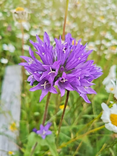 A close-up, eye-level shot focuses on a cluster of vibrant purple bell-shaped flowers in the foreground. The flowers are intricately detailed, with multiple petals forming a star-like pattern and delicate white stamens visible at their centers. The background is a soft blur of green grass and scattered white and yellow wildflowers, suggesting a meadow or garden setting. A faded wooden fence post is partially visible on the left side of the frame, adding a rustic element. The lighting is natural and bright, creating a gentle bokeh effect. There are no people or animals present in the image. The scene depicts a peaceful, natural environment, possibly in a rural or semi-rural area, with the flowers being the central subject. No specific location in Ukeshi, Georgia can be identified from the image itself.