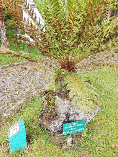 A detailed view captures a *Todea barbara T Moore* fern, originating from Australia, situated within a botanical display in Pachmarhi, India. The fern, approximately 1.5 meters tall, features numerous green and reddish-brown fronds with a feathery texture, emanating from a central base. It is anchored to a moss-covered rock, which also exhibits patches of grey lichen. To the left of the fern, a grey cobbled pathway with moss-filled crevices is visible. The immediate foreground consists of manicured green grass. A small green rectangular sign in the grass, supported by a wooden stake, identifies the plant as "Todea barbara T Moore (Osm.) PT49 Australia." To the left of this sign, a teal-colored rectangular marker displaying the partial number "15" (or "1C") is partially embedded in the grass. In the background, tree trunks are visible, and a large white sign partially displays the word "Pachmarhi." No individuals or animals are present.