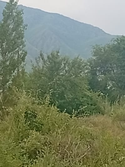 The image depicts a natural landscape, likely in or near Tash-Moinok, Kyrgyzstan. The foreground is filled with dense, green foliage and vegetation, appearing wild and untamed. Behind this, a line of trees stands, their leaves a vibrant green. In the background, a large, imposing mountain range dominates the scene, its slopes covered in a muted, bluish-green hue, suggesting distance and possibly haze. The sky above is overcast and pale, contributing to the soft, diffused lighting of the overall image. There are no people or man-made structures visible. The scene is one of serene, undisturbed nature.