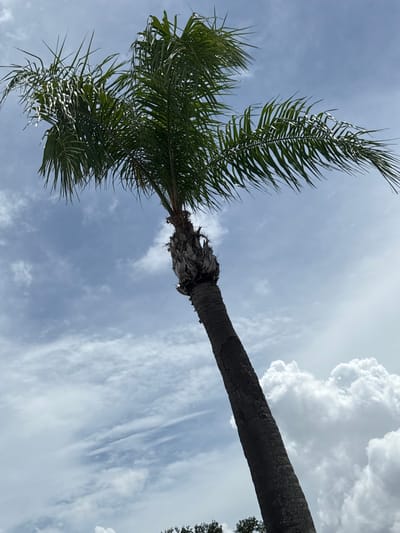 The media file depicts a low-angle shot of a palm tree against a cloudy sky. The trunk of the palm tree is thick and textured, with a dark, rough surface. Fronds of the palm tree, with their long, slender leaves, extend outwards, some appearing windblown. The sky is a mix of light blue and white, with wispy clouds and larger, more defined cumulus clouds visible. The lighting suggests it is daytime, possibly late morning or early afternoon. There are no people or text visible in the image. The scene evokes a tropical or subtropical atmosphere. The image appears to be taken from the ground, looking upwards towards the sky and the top of the palm tree. The overall mood is serene and natural, with a focus on the elements of nature. The perspective looking up from below emphasizes the height and grandeur of the palm tree against the expansive sky. The clouds suggest a dynamic weather pattern, possibly indicative of a partly sunny day with intermittent cloud cover.