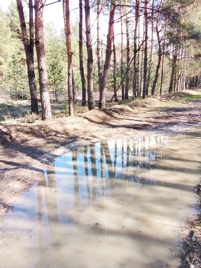 The image depicts a tranquil forest scene in Elets-Malanino, Russia, with a prominent puddle reflecting the surrounding environment. The central focus is a large, muddy puddle occupying the foreground and midground of a dirt path or track. The water in the puddle is murky but clearly reflects the tall, slender trunks of pine trees and the bright, possibly clear, sky above.

Numerous pine trees stand tall on either side of the path, with their dark, textured trunks creating strong vertical lines throughout the frame. The trees on the left appear denser, while those on the right form a more open line along the path. Beyond the immediate foreground trees, more pine trees and younger saplings are visible, creating a deep forest backdrop. The ground around the puddle and along the path is covered in dry grass, leaves, and dirt, with some small stones visible at the edge of the puddle. Shadows from the trees are cast across the ground, indicating bright sunshine.

There is no discernible human or animal activity taking place. The scene suggests a quiet, possibly early spring or late autumn day, given the sparse undergrowth and the prominent puddle, which could be from recent rain or snowmelt. The sunlight, evident from the strong shadows and reflections, suggests it is daytime, likely morning or afternoon. There is no visible text in the image. The overall impression is one of natural serenity in a pine forest setting.