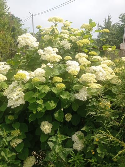 The image depicts a dense, lush bush of white hydrangeas in full bloom. The hydrangeas are the dominant subject, with large, rounded clusters of white flowers filling the frame. interspersed amongst the white blooms are some smaller, lighter green flower buds. The leaves of the hydrangea bush are a deep green and are broad and somewhat coarse in texture.
The hydrangeas are situated outdoors, likely in a garden or yard. In the background, a power line with a utility pole is visible against a pale sky. To the left of the hydrangeas, there are glimpses of trees and a wooden fence. To the right, the foliage of a coniferous tree is visible, along with a portion of a concrete structure, possibly a wall or building foundation. Some smaller, green plants and weeds are visible at the base of the hydrangea bush, and a few small yellow flowers are scattered within the greenery. The overall impression is of a vibrant, natural setting in bloom. The location is specified as Дукорскі сельскі Савет, Belarus. No people are present in the image.