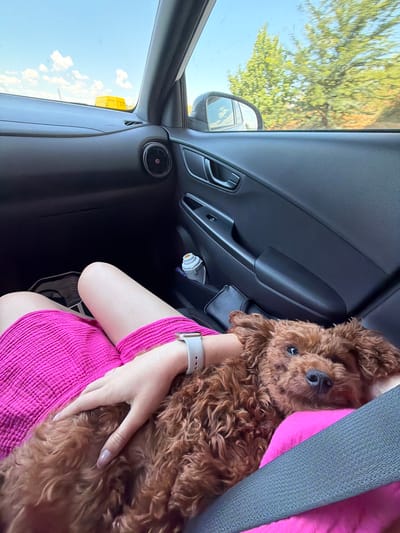 The image shows a close-up view of a brown poodle resting on the lap of a person in the passenger seat of a car. The person's legs, wearing a bright pink dress, are visible, along with their hand gently resting on the dog. A seatbelt is visible across the dog and the person. The interior of the car, including the dashboard and door panel, is also in view, with trees and a blue sky visible through the windows. A yellow object, possibly a building or container, is visible in the distance through the windshield. The scene appears to be set in a rural or suburban area, possibly on the outskirts of Plodovitovo, Bulgaria, given the natural surroundings.