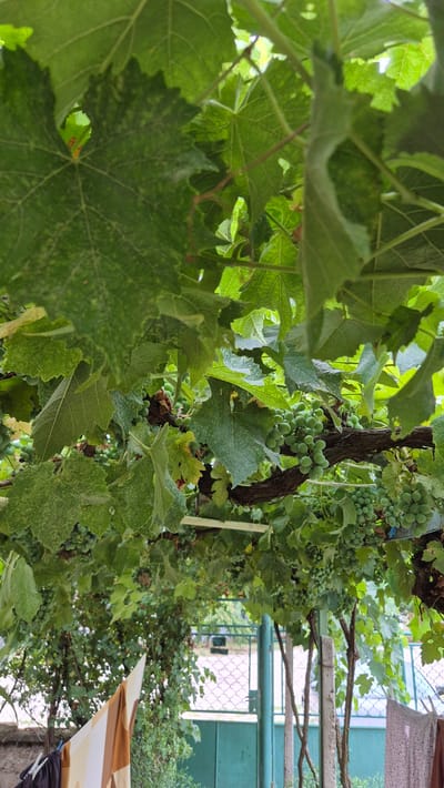 The image depicts a close-up view of a grape vine with lush green leaves and clusters of unripe green grapes. The vine is supported by a wooden structure and appears to be growing over a pathway or patio area. In the background, a green metal fence and gate are visible, suggesting an outdoor setting. To the left, laundry is hanging on a clothesline, adding a domestic element to the scene. The overall impression is one of a garden or yard in a residential area. The location is Doirentsi, Bulgaria.